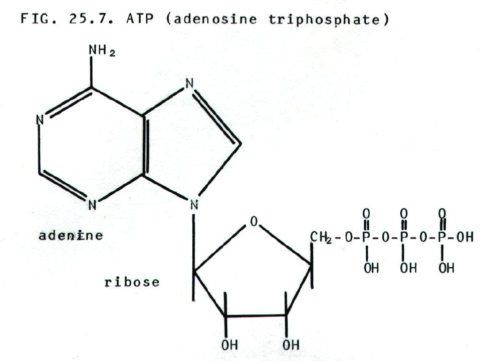 How many phosphate groups does ATP contain?